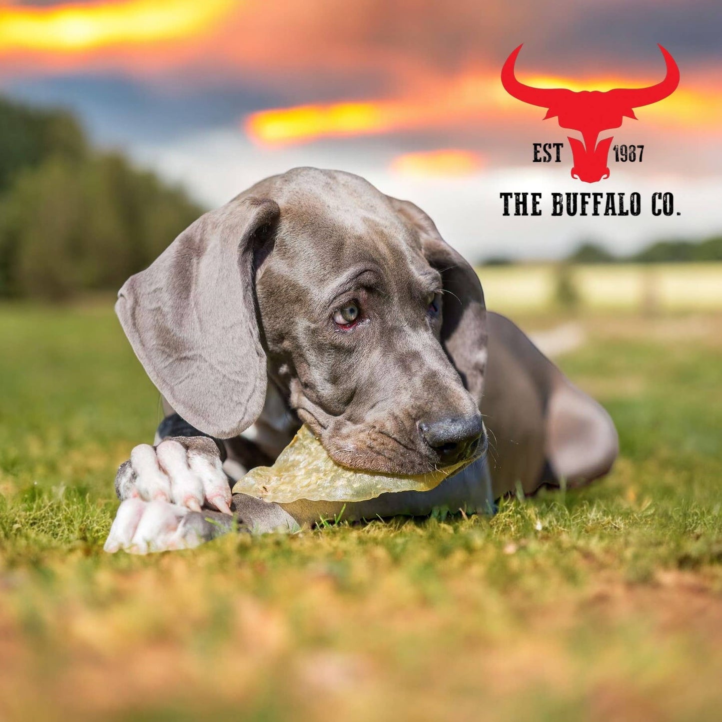 The Buffalo Co. - Buffalo Ears-Dog Treats-10 Ears- only 3% Fat