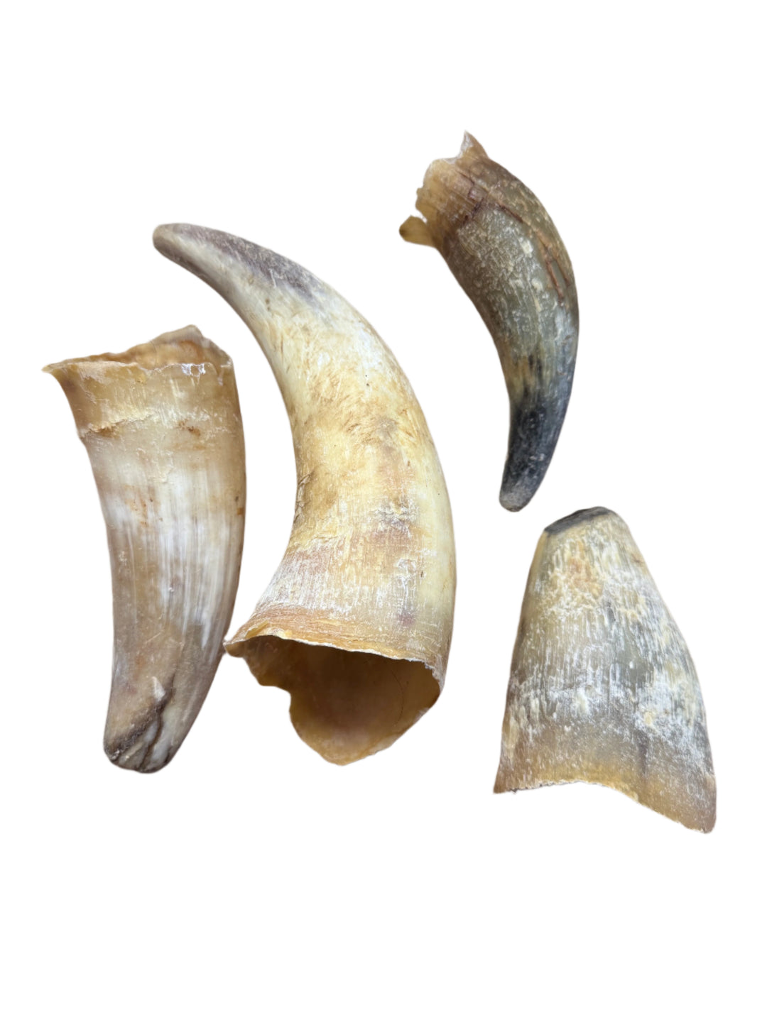 Cow Horn - Empty