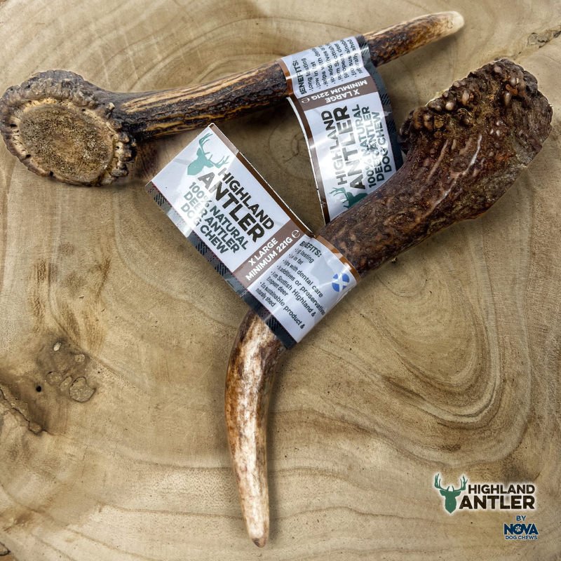 Highland Antler
