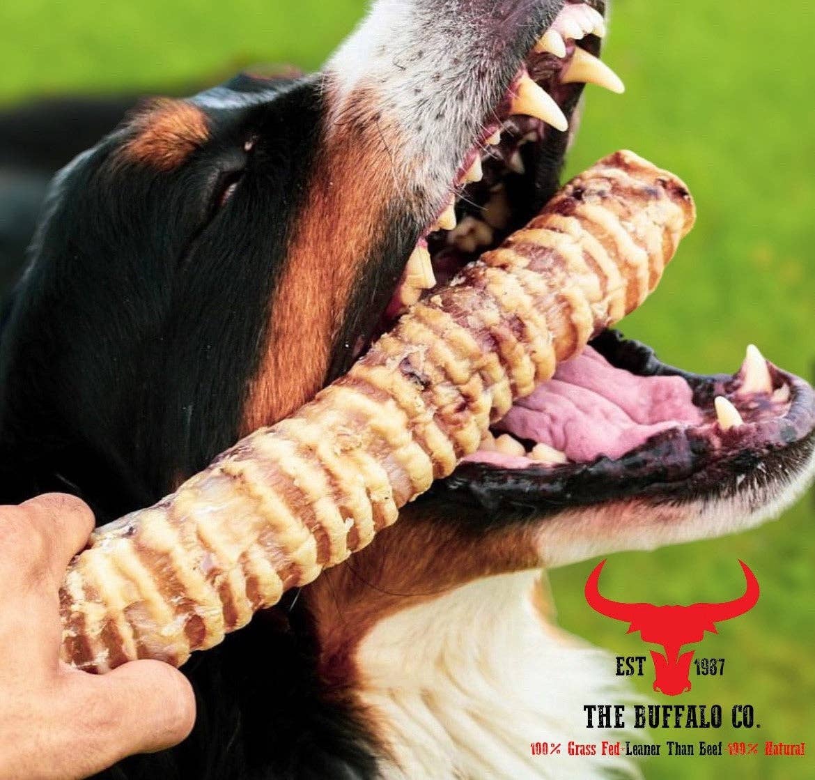 The Buffalo Co. - Buffalo Trachea Rounds-Dog Treats-100g