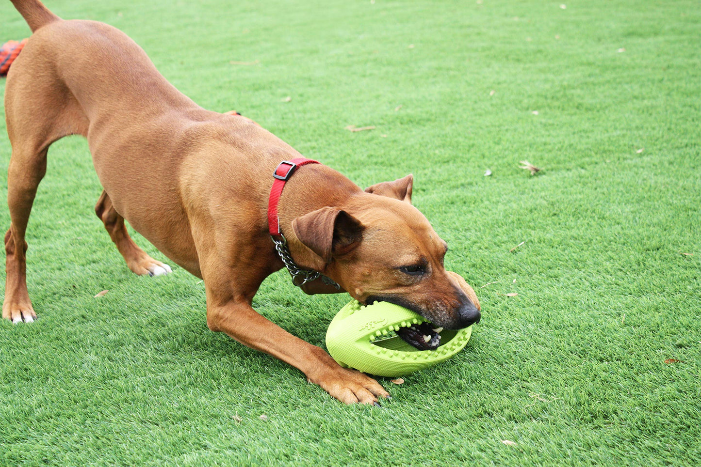 Happy Pet Grubber Rugby
