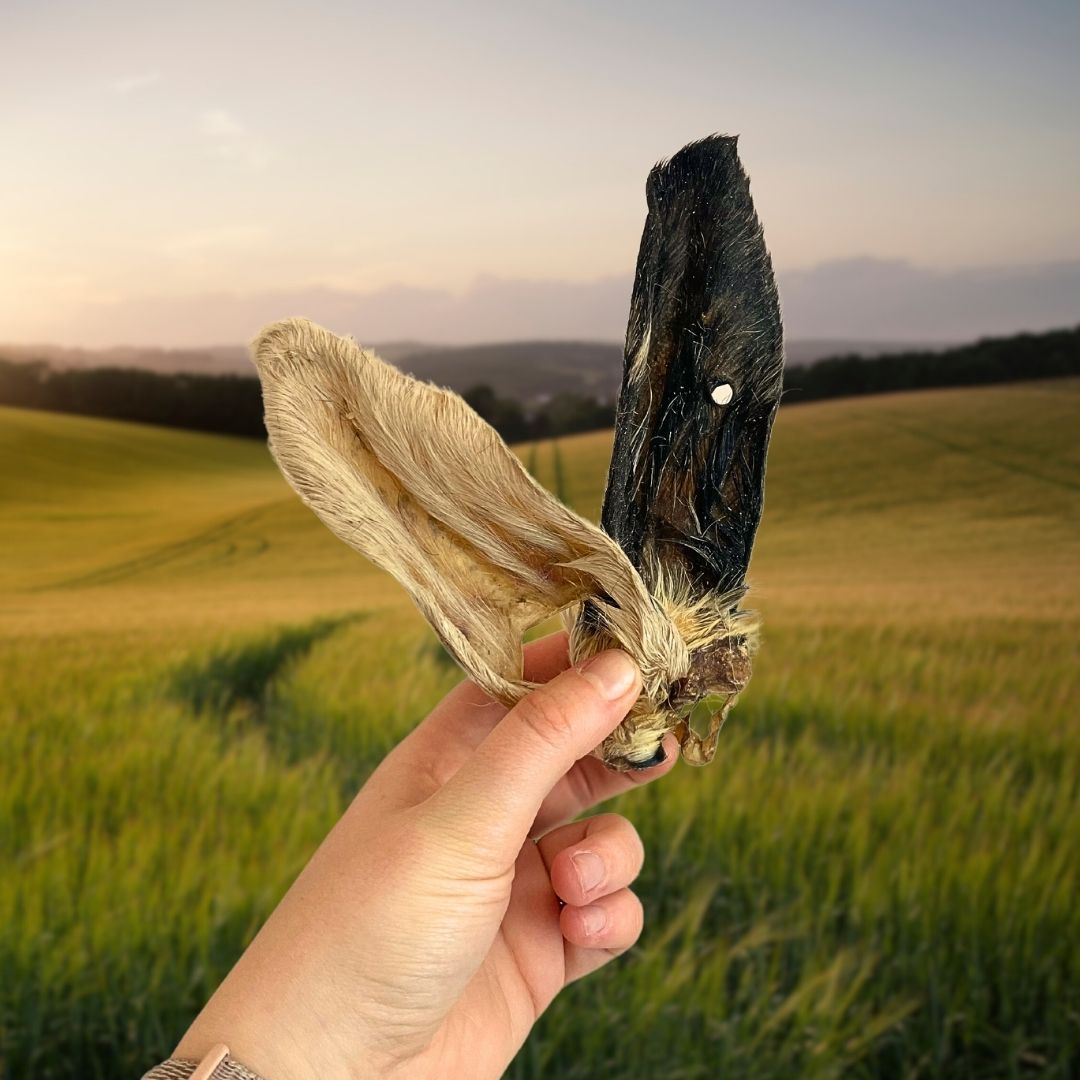 Hairy Lamb Ears