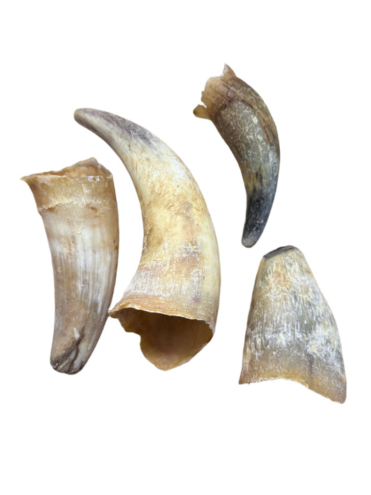 Cow Horn - Empty