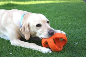 Happy Pet Grubber Football